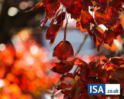 Our Top ISA Picks for November